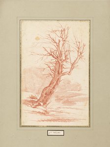 Studie stromů od Franz Edmund Weirotter