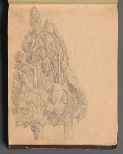 Album s Pohledy na Řím a okolí, Krajinářské studie, strana 13a: Stromy od Franz Johann Heinrich Nadorp