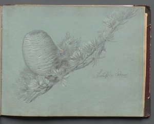 Album s pohledy na Řím a okolí, Krajinářské studie, strana 49a: Studie stálezelené větve s šiškou od Franz Johann Heinrich Nadorp