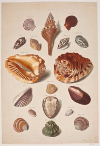 Ilustrace planche s lasturami