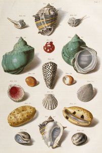 Různé mušle, 1758