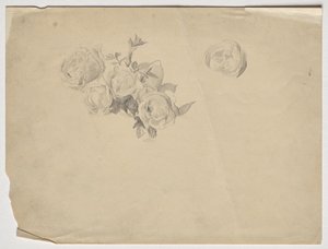 Rosenstudie od Franz von Matsch