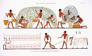 Sbírání ovoce, ze vzácného záznamu fresek z Théb, zaznamenané v letech 1819–1822 při jeho druhé návštěvě Egypta Fredericem Cailliaudem (1787–1869), barva litho