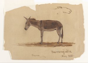 Osel, Baranquilla, Kolumbie od Frederic Edwin Church