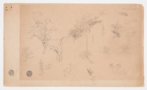 Skupina třinácti botanických studií z Kolumbie nebo Ekvádoru od Frederic Edwin Church