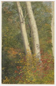 Břízy na podzim od Frederic Edwin Church