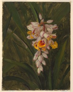 "Kardamon" od Frederic Edwin Church