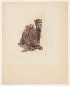 Přikrčený dromedár od Frederic Edwin Church