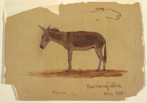 Kresba, Osel, Baranquilla, Kolumbie, květen 1853 od Frederic Edwin Church