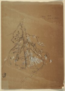 Kresba, A Gnarled Evergreen, Grand Manan, Kanada, srpen 1851 od Frederic Edwin Church