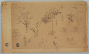 Kresba, Skupina třinácti botanických studií z Kolumbie nebo Ekvádoru, 1853 od Frederic Edwin Church