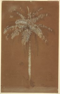 Kresba, Abaye Palm, Mt. Salus, Jamajka, červen 1865 od Frederic Edwin Church