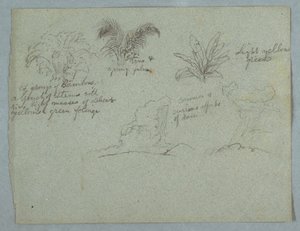 Kresba, Bambus, vinná réva a mladá palma, rostlina a dvě scény deště padajícího z mraků nad hřebeny, Rio Magdalena, Kolumbie, 1853, pravděpodobně květen od Frederic Edwin Church