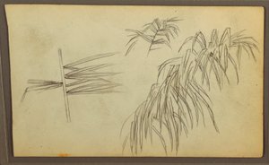 Kresba, botanické skici, 1857 od Frederic Edwin Church