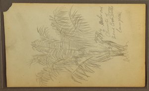 Kresba, botanické skici, 1857 od Frederic Edwin Church