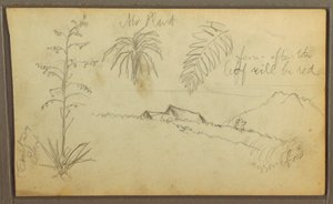 Kresba, botanické skici, 1857 od Frederic Edwin Church