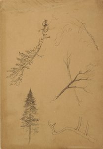 Kresba, botanické skici, 1888 od Frederic Edwin Church