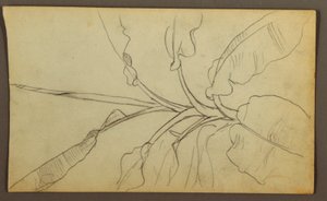 Kresba, Botanické skici, Ekvádor nebo Kolumbie; Verso: Botanické skici, 1857 od Frederic Edwin Church