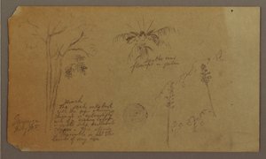 Kresba, botanické skici, červenec 1865 od Frederic Edwin Church