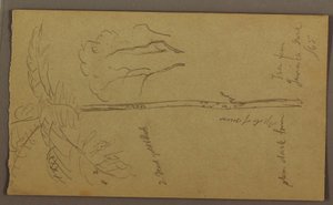 Kresba, botanické skici, červen 1865 od Frederic Edwin Church