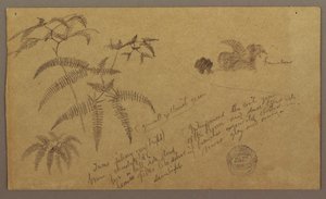 Kresba, botanické skici, květen-srpen 1865 od Frederic Edwin Church