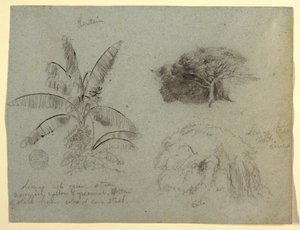 Kresba, Botanické skici, Jižní Amerika, květen 1853  od Frederic Edwin Church