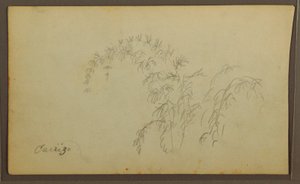 Kresba, botanické skici; Verso: Botanické skici, 1857 od Frederic Edwin Church