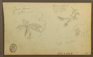 Kresba, botanické skici; Verso: Botanické skici, 1857 od Frederic Edwin Church