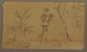 Kresba, botanické skici; Verso: Mraky, červenec 1865 od Frederic Edwin Church