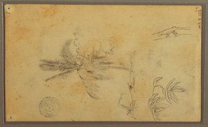 Kresba, botanické skici; Verso: Ještěrka, palma, 1857 od Frederic Edwin Church