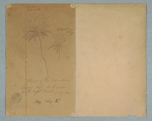 Kresba, Botanické skici: větev, strom a vrcholek stromu, Jižní Amerika, 2. září 1853 od Frederic Edwin Church