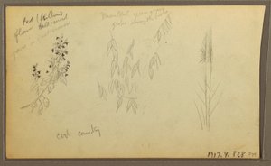 Kresba, botanické skici, dům; botanické skici, 1857 od Frederic Edwin Church