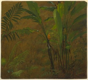 Kresba, Botanické studie z Jamajky, Západní Indie, červen 1887 od Frederic Edwin Church