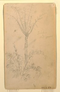 Kresba, botanická studie stromu, květen-červen 1857 od Frederic Edwin Church