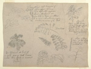 Kresba, Botanické studie, pohled od řeky Rio Magdalena, Kolumbie, 1853 od Frederic Edwin Church