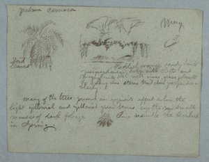Kresba, palma Camaca, skupina stromů a lián na břehu řeky, pták a trs listů, Rio Magdalena, Kolumbie, květen 1853 od Frederic Edwin Church
