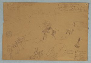 Kreslení, Kreslení.  Botanické náčrty a náčrty mraků poblíž Quita, Ekvádor, 24. června 1857 od Frederic Edwin Church
