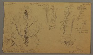 Kresba, Flora Studies, 6. října 1865 od Frederic Edwin Church