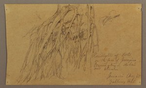 Kresba, Hanging Roots, Galleway Hill, srpen 1865 od Frederic Edwin Church