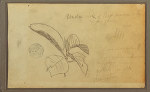 Kresba, listy, 1857 od Frederic Edwin Church