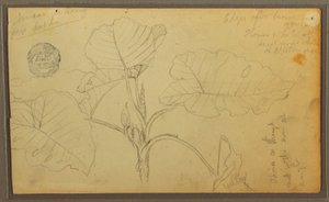Kresba, listy, 1857 od Frederic Edwin Church