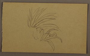 Kresba, Lily Plant, 1865 od Frederic Edwin Church