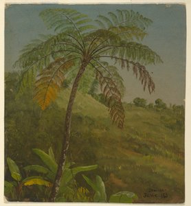 Kresba, Palm Tree, Jamajka, červen 1865 od Frederic Edwin Church