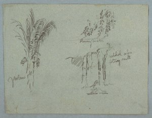 Kresba, Studie rostlin z Rio Magdalena, Kolumbie, 1853, pravděpodobně květen od Frederic Edwin Church