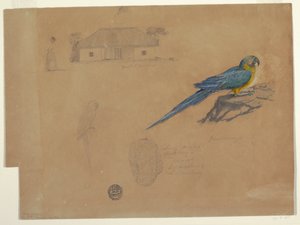 Kresba, Studie z Guaccamaya, Bogota, Kolumbie, červen-červenec 1853 od Frederic Edwin Church