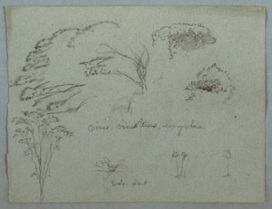 Kresba, Studie z Rio Magdalena, Kolumbie:  Vrcholky stromů, letící bílý pták, liány a tři kvetoucí rostliny, 1853, pravděpodobně květen od Frederic Edwin Church