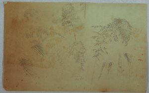 Kresba, Studie vrcholků stromů a bambusu, Jamajka, srpen 1865 od Frederic Edwin Church