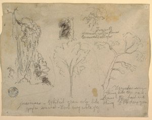 Kresba, Studie stromů a rostlin z Rio Magdalena, Kolumbie, 1853 od Frederic Edwin Church