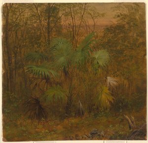 Kresba, Thatch Palm, Jamajka, květen 1865 od Frederic Edwin Church
