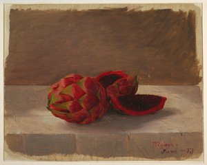 Kresba, Pitajaya Fruit, Kolumbie, červen 1853 od Frederic Edwin Church